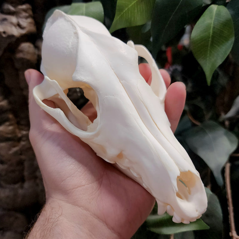 Black Backed Jackal Skull