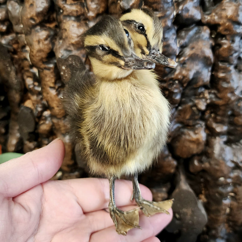 Two Headed Duckling, Taxidermy (Brown)
