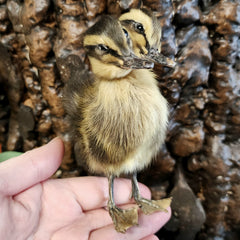 Two Headed Duckling, Taxidermy (Brown)