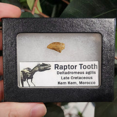 Raptor Dinosaur Tooth B (Morocco)