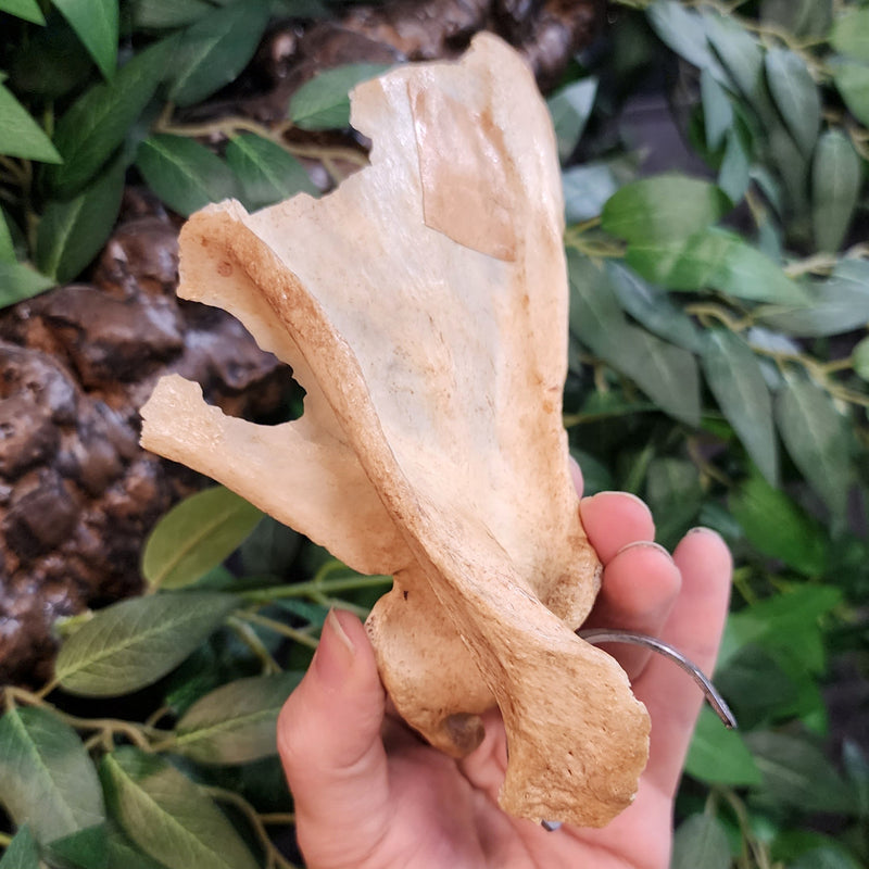 Human Scapula (Shoulderblade), A