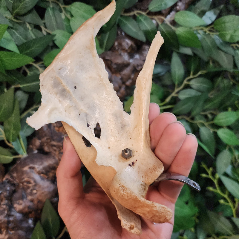 Human Scapula (Shoulderblade), B