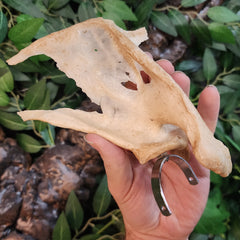 Human Scapula (Shoulderblade), B