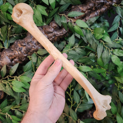 Human Humerus Bone, A
