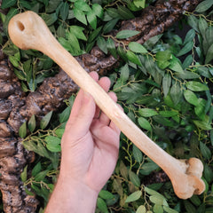 Human Humerus Bone, A