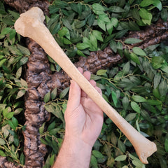 Human Tibia Bone A