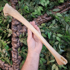 Human Tibia Bone A