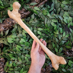 Human Femur Bone A