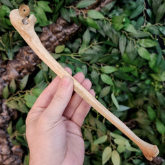 Human Ulna Bone A