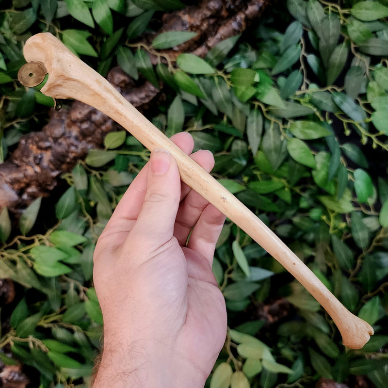 Human Ulna Bone A