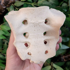 Human Sacrum Bone