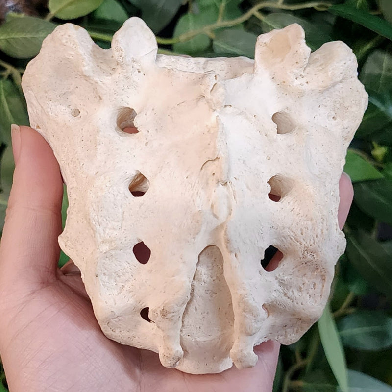 Human Sacrum Bone