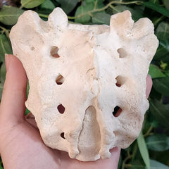 Human Sacrum Bone