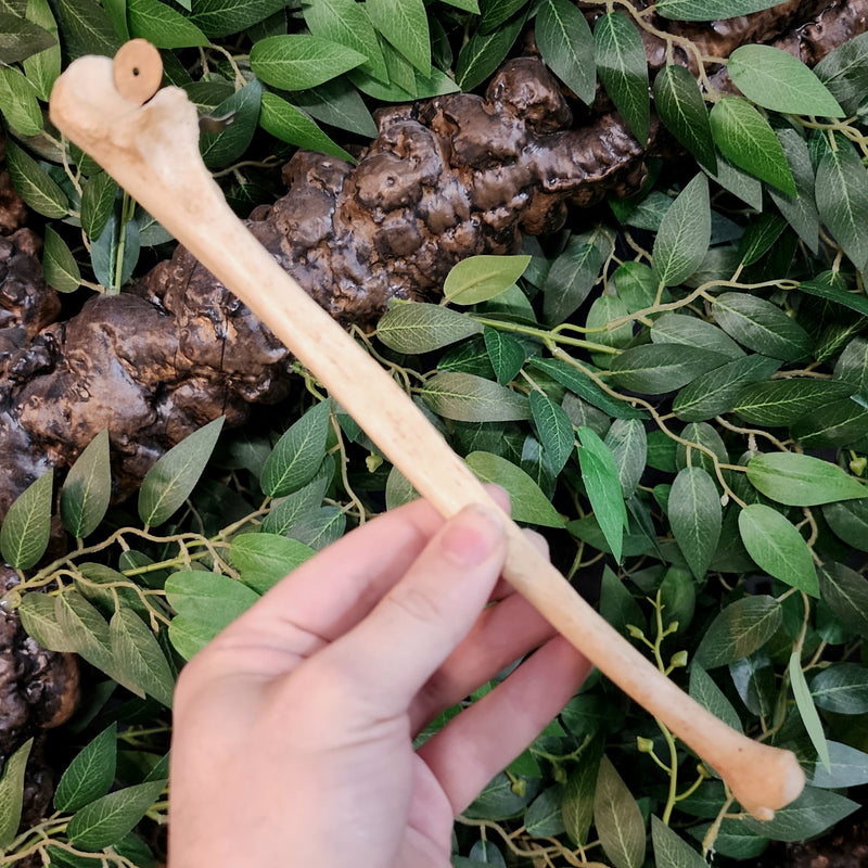 Human Ulna Bone B