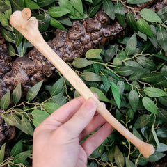 Human Ulna Bone B