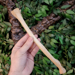 Human Radius Bone A