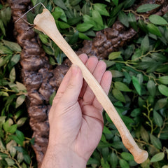 Human Radius Bone A