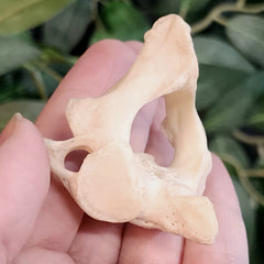 Human Axis Vertebrae