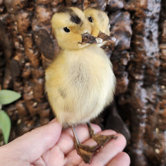 Two Headed Duckling, Taxidermy