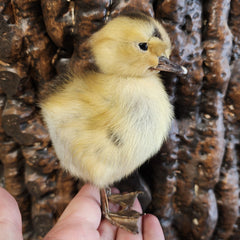 Two Headed Duckling, Taxidermy