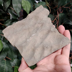 Fossilized Seabed C (Preserved Waves)