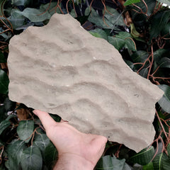 Fossilized Seabed B (Preserved Waves)