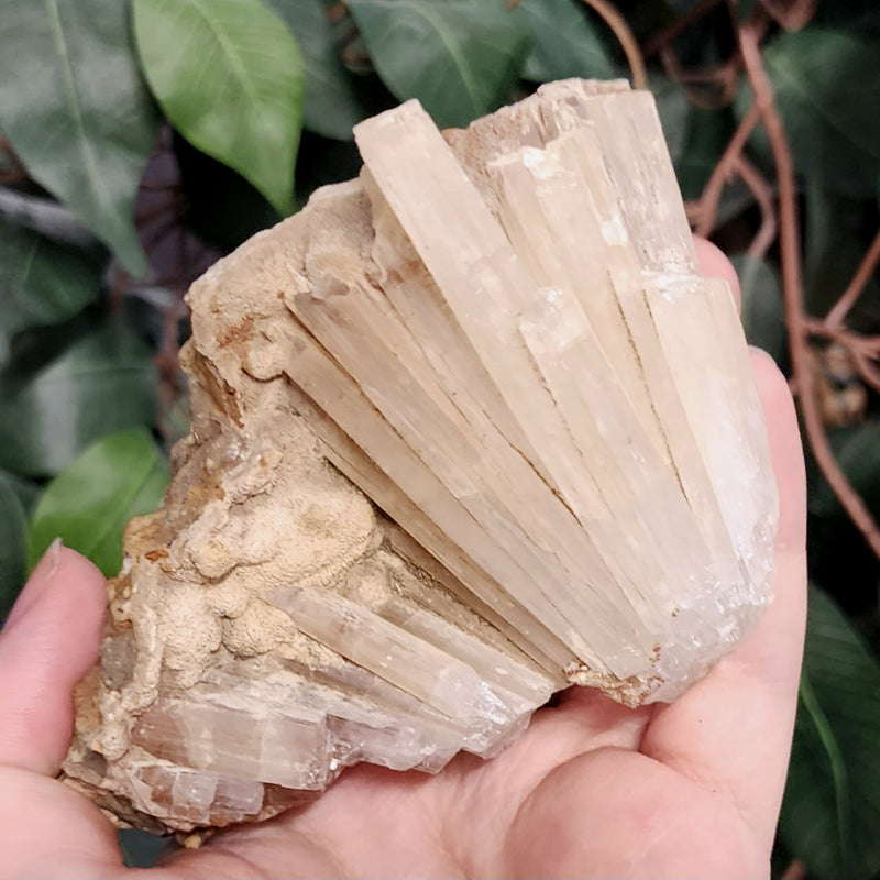 Selenite Crystal, Morocco D