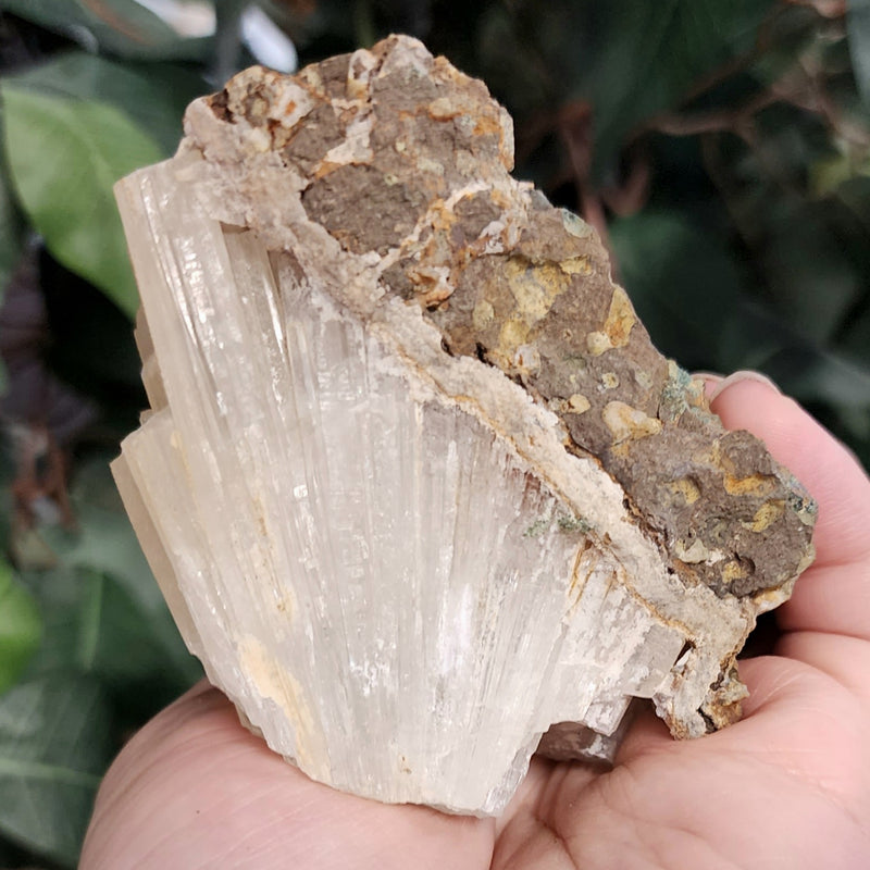 Selenite Crystal, Morocco D