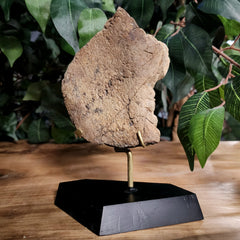 Triceratops Frill Segment A