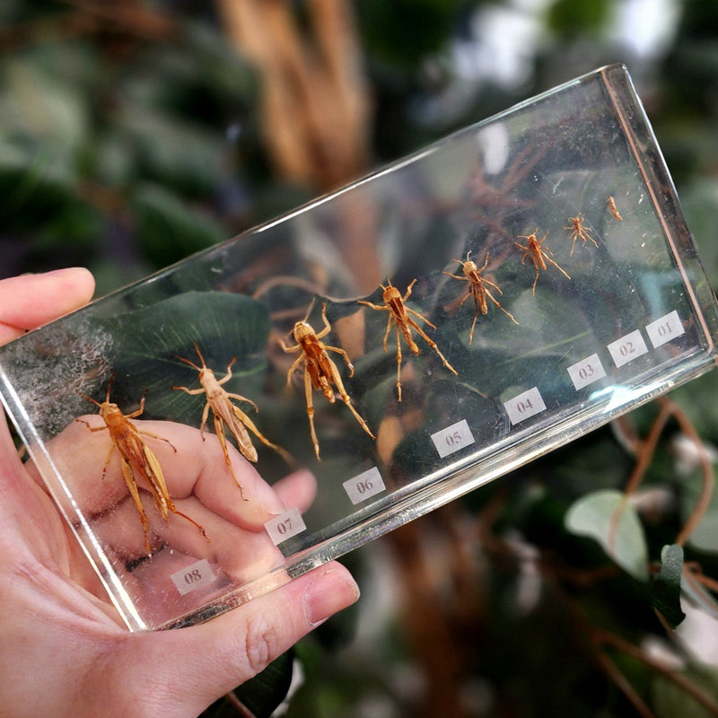 Grasshopper Lifecycle in Resin, Vintage