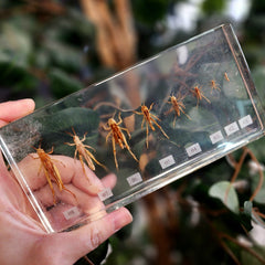 Grasshopper Lifecycle in Resin, Vintage