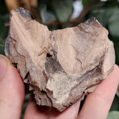 Mastodon Fossil Tooth Fragment A