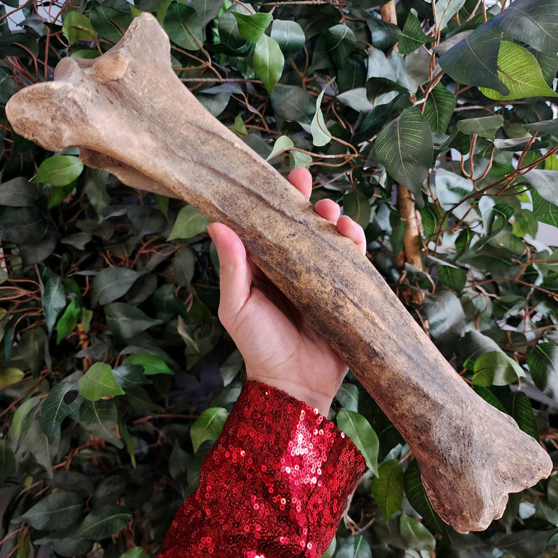Bison Fossil Leg Bone A