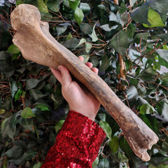 Bison Fossil Leg Bone A
