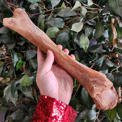 Bison Fossil Leg Bone B