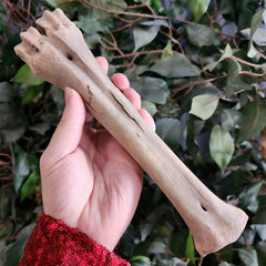 Bison Fossil Leg Bone C