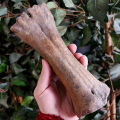 Bison Fossil Leg Bone D