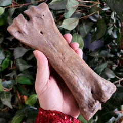Bison Fossil Leg Bone D