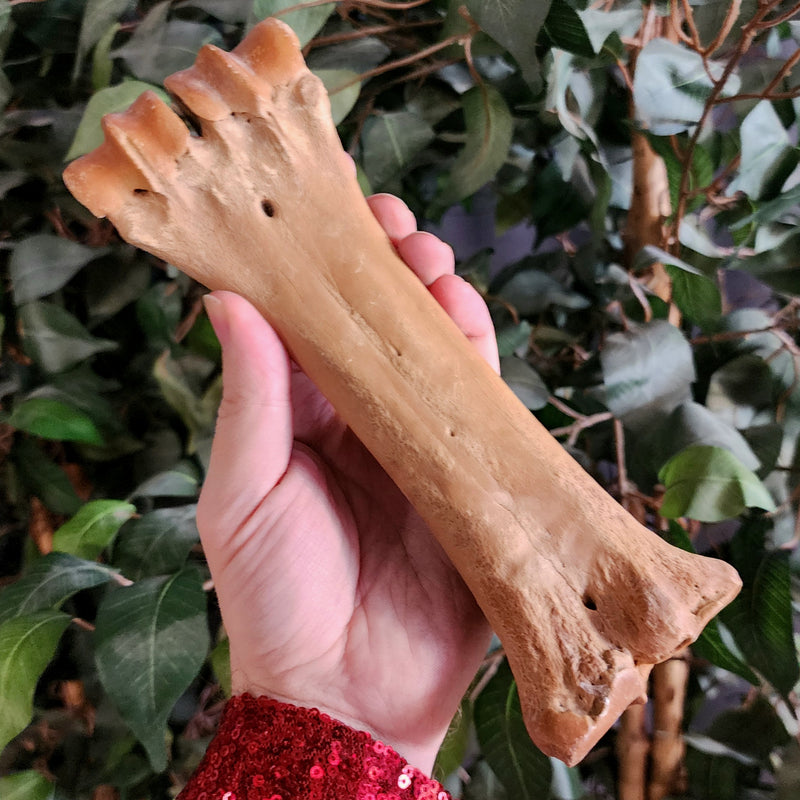 Bison Fossil Leg Bone E