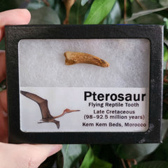 Pterosaur Tooth, Framed A
