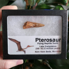 Pterosaur Tooth, Framed B