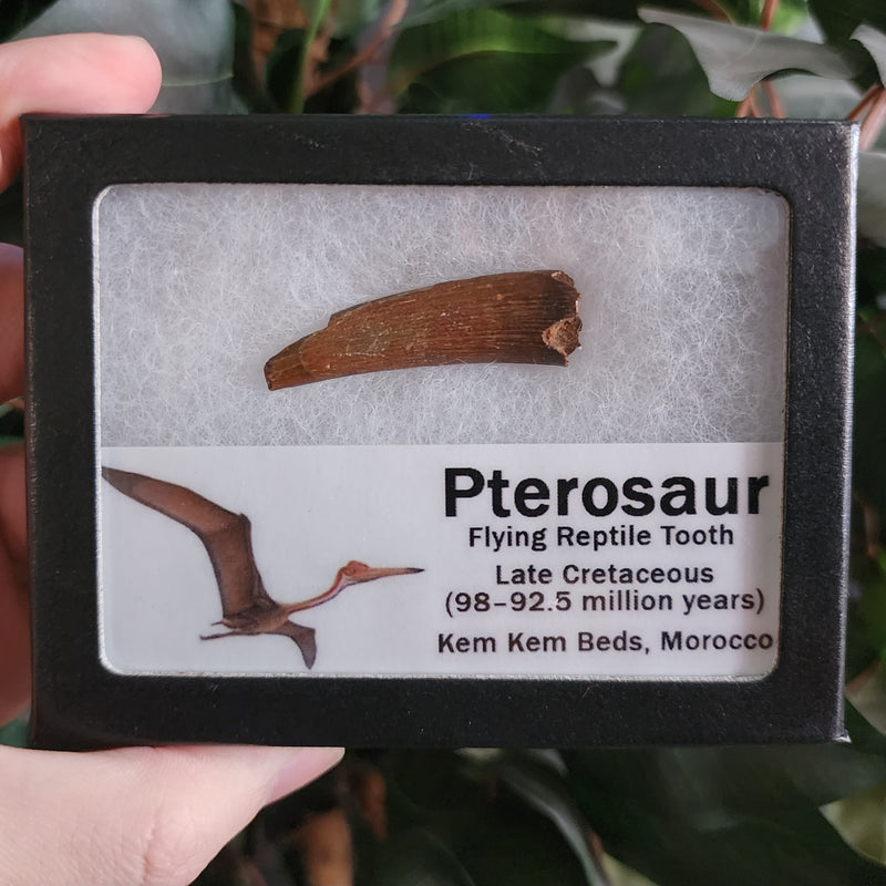 Pterosaur Tooth, Framed C