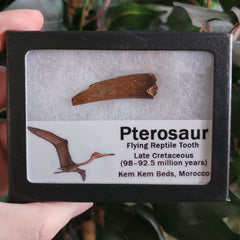 Pterosaur Tooth, Framed C