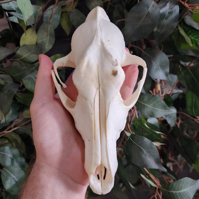 Coyote Skull A (Craft-Grade)
