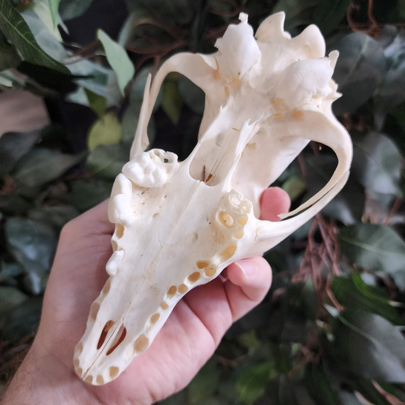 Coyote Skull A (Craft-Grade)