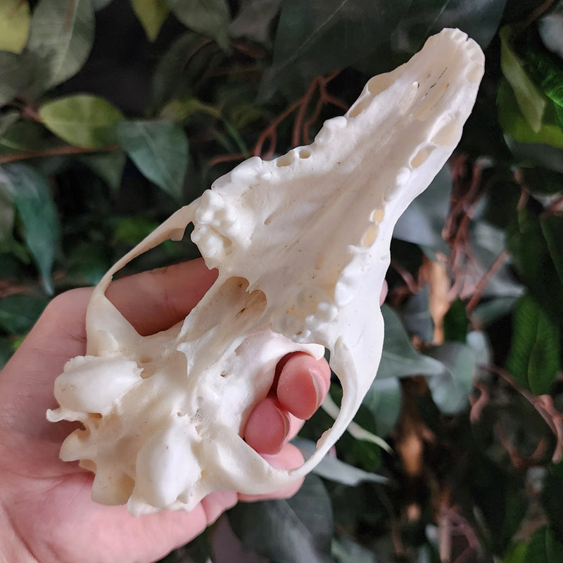 Coyote Skull B (Craft-Grade)