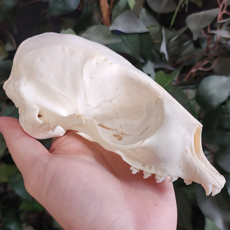 Harp Seal Skull A