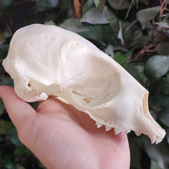Harp Seal Skull A