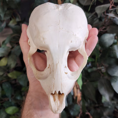 Harp Seal Skull A