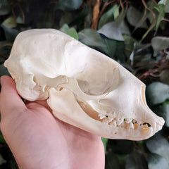 Harp Seal Skull A